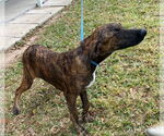 Small #2 Plott Hound Mix