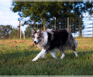 Mother of the Border Collie puppies born on 03/22/2026