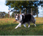 Small Photo #1 Border Collie Puppy For Sale in CONWAY, MO, USA