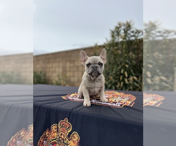 Medium Photo #2 French Bulldog Puppy For Sale in LANCASTER, CA, USA