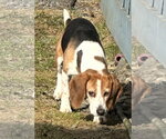 Small #1 Beagle