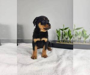 Rottweiler Puppy for sale in FRANKLIN, IN, USA