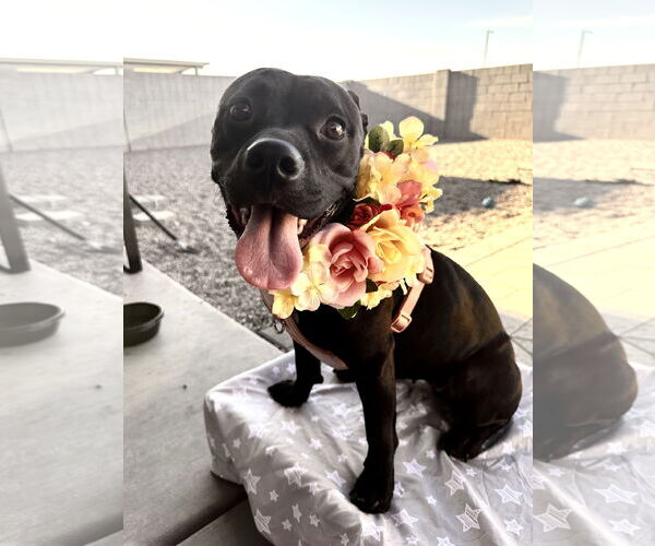 Medium Photo #1 American Pit Bull Terrier-Unknown Mix Puppy For Sale in Chandler, AZ, USA