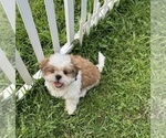 Puppy Baxter Shih Tzu