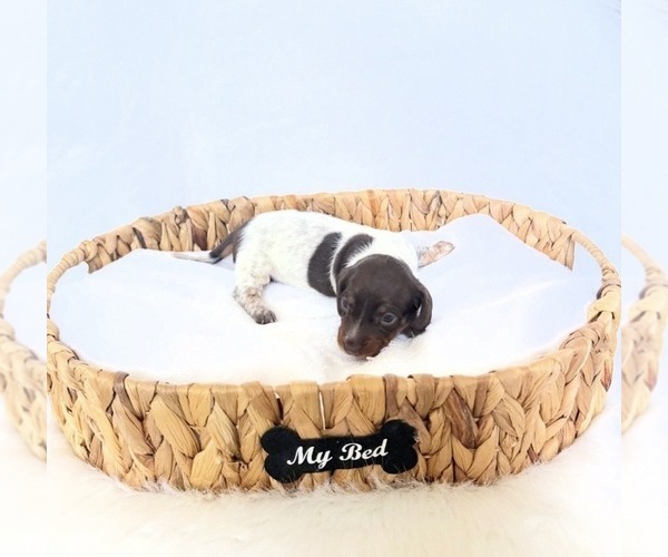 Medium Photo #4 Dachshund Puppy For Sale in DAVIS, CA, USA