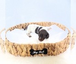Small #3 Dachshund