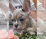 Puppy 3 French Bulldog