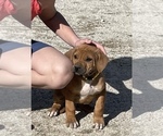 Small Photo #111 Rhodesian Ridgeback Puppy For Sale in MORONGO VALLEY, CA, USA