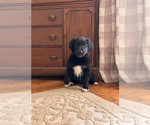 Puppy Molly Gollie