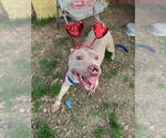Small #3 American Staffordshire Terrier Mix