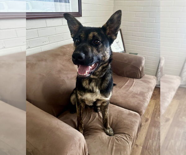 Medium Photo #3 German Shepherd Dog-Unknown Mix Puppy For Sale in Mooresville, NC, USA