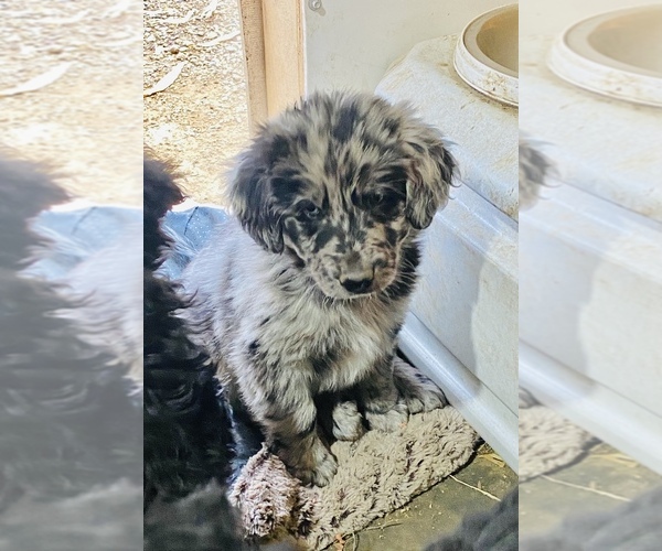 View Ad F2 Aussiedoodle Puppy for Sale near Minnesota, MAGNOLIA, USA