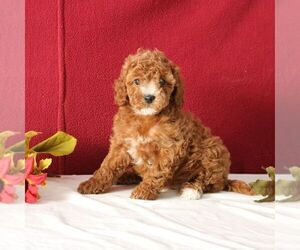 Cavapoo Puppy for sale in GORDONVILLE, PA, USA