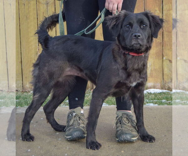 Medium Photo #2 Australian Shepherd-Unknown Mix Puppy For Sale in Huntley, IL, USA