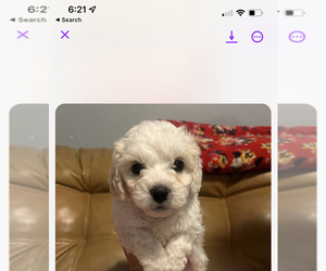 Cavachon Puppy for sale in CORINTH, MS, USA