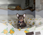 Small #3 Chihuahua