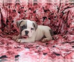 Small Photo #5 French Bulldog Puppy For Sale in STEVENS, PA, USA