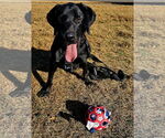 Small #2 Labrador Retriever