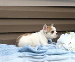 Small #5 French Bulldog