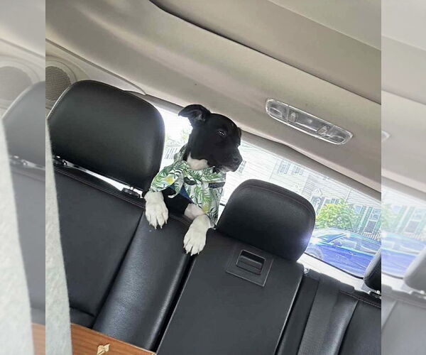 Medium Photo #9 Border Collie-Jack Russell Terrier Mix Puppy For Sale in MECHANICSBURG, PA, USA