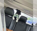 Small #8 Border Collie-Jack Russell Terrier Mix