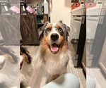 Small #3 Australian Shepherd