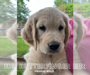 Golden Irish Puppy for sale in WINSTON SALEM, NC, USA