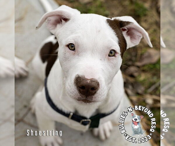 Medium Photo #4 Staffordshire Bull Terrier-Unknown Mix Puppy For Sale in Omaha, NE, USA