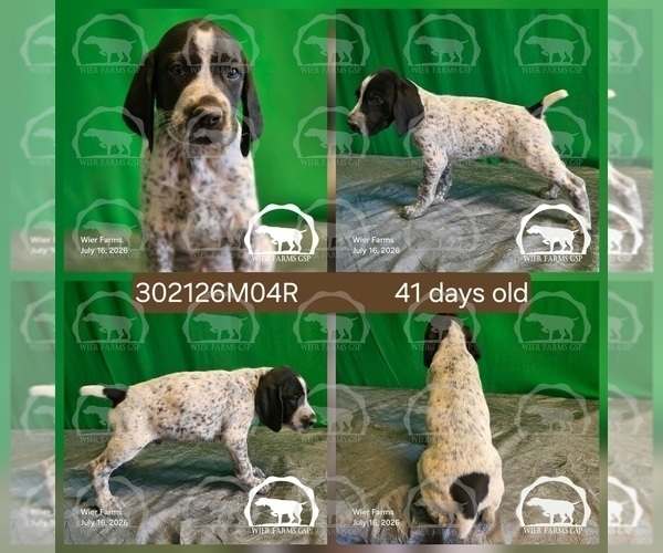 Medium Photo #3 German Shorthaired Pointer Puppy For Sale in MOYIE SPRINGS, ID, USA
