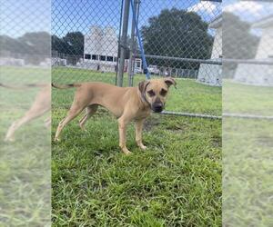 American Pit Bull Terrier Dogs for adoption in Vero Beach, FL, USA