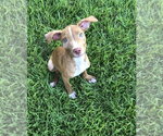 Small #36 American Pit Bull Terrier-Blue Lacy Mix