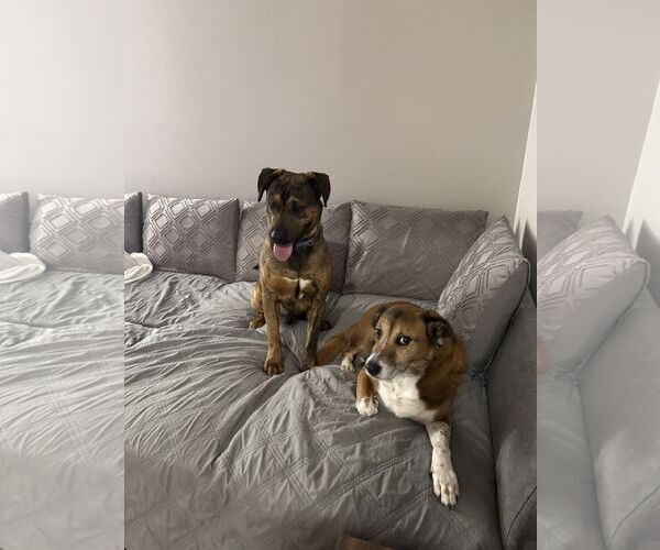 Medium Photo #2 Mutt Puppy For Sale in Fenton, MO, USA