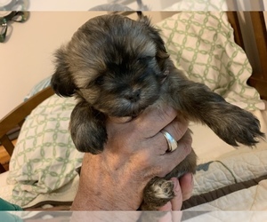 Maltipoo Puppy for sale in WETUMPKA, AL, USA