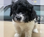 Small Photo #8 Maltipoo Puppy For Sale in JASPER, GA, USA