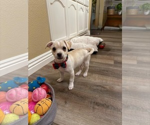 Daug Dogs for adoption in Escondido, CA, USA