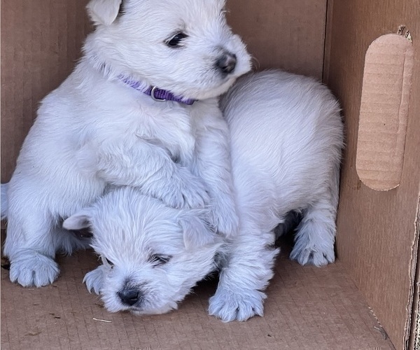 Medium Photo #9 West Highland White Terrier Puppy For Sale in PHOENIX, AZ, USA