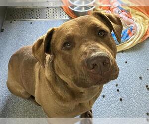 American Pit Bull Terrier-Labrador Retriever Mix Dogs for adoption in Orange, CA, USA
