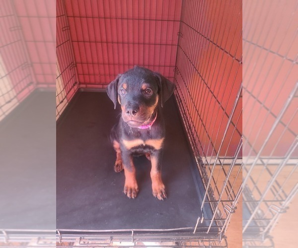 Medium Photo #4 Rottweiler Puppy For Sale in PLEASANTON, CA, USA