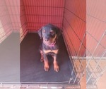 Small #3 Rottweiler
