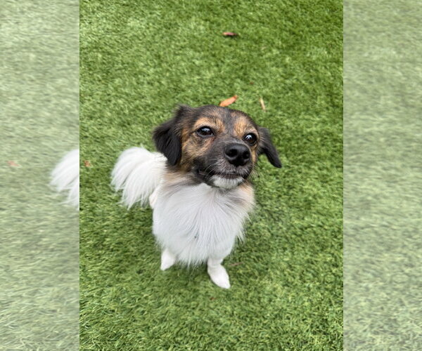 Medium Photo #3 Papillon-Unknown Mix Puppy For Sale in Santa Clara, CA, USA