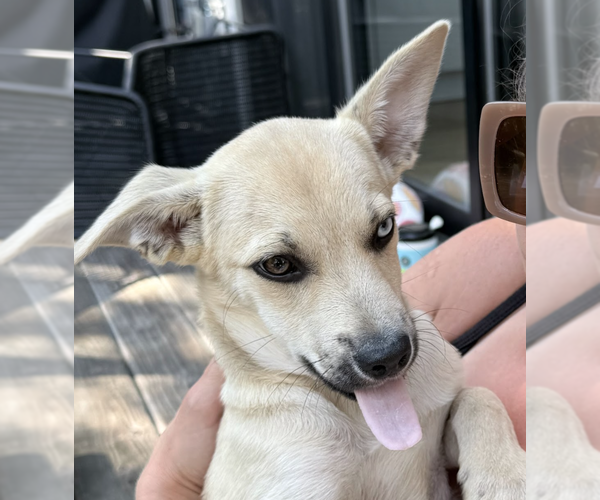 Medium Photo #6 Siberian Husky-Unknown Mix Puppy For Sale in Brooklyn, NY, USA