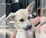 Small #5 Siberian Husky Mix