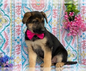 German Shepherd Dog Puppy for sale in LANCASTER, PA, USA