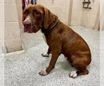 Small Labrador Retriever Mix