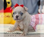 Small #3 French Bulldog