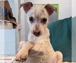 Grimm - Female Beagle-Unknown Mix Dog for Adoption - Small photo