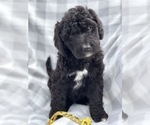 Small Photo #2 Bernedoodle Puppy For Sale in WINTER, WI, USA