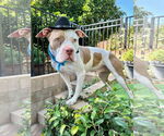 Small #5 American Pit Bull Terrier Mix