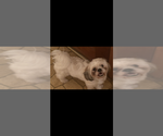 Small Photo #1 French Tzu Puppy For Sale in PORTSMOUTH, VA, USA