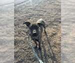 Small #4 Holland Shepherd-Plott Hound Mix